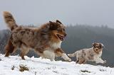 BERGER AUSTRALIEN - ADULT & PUPPY 055